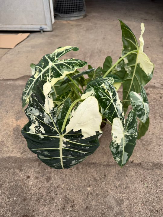 Alocasia Frydek Varigata XXL