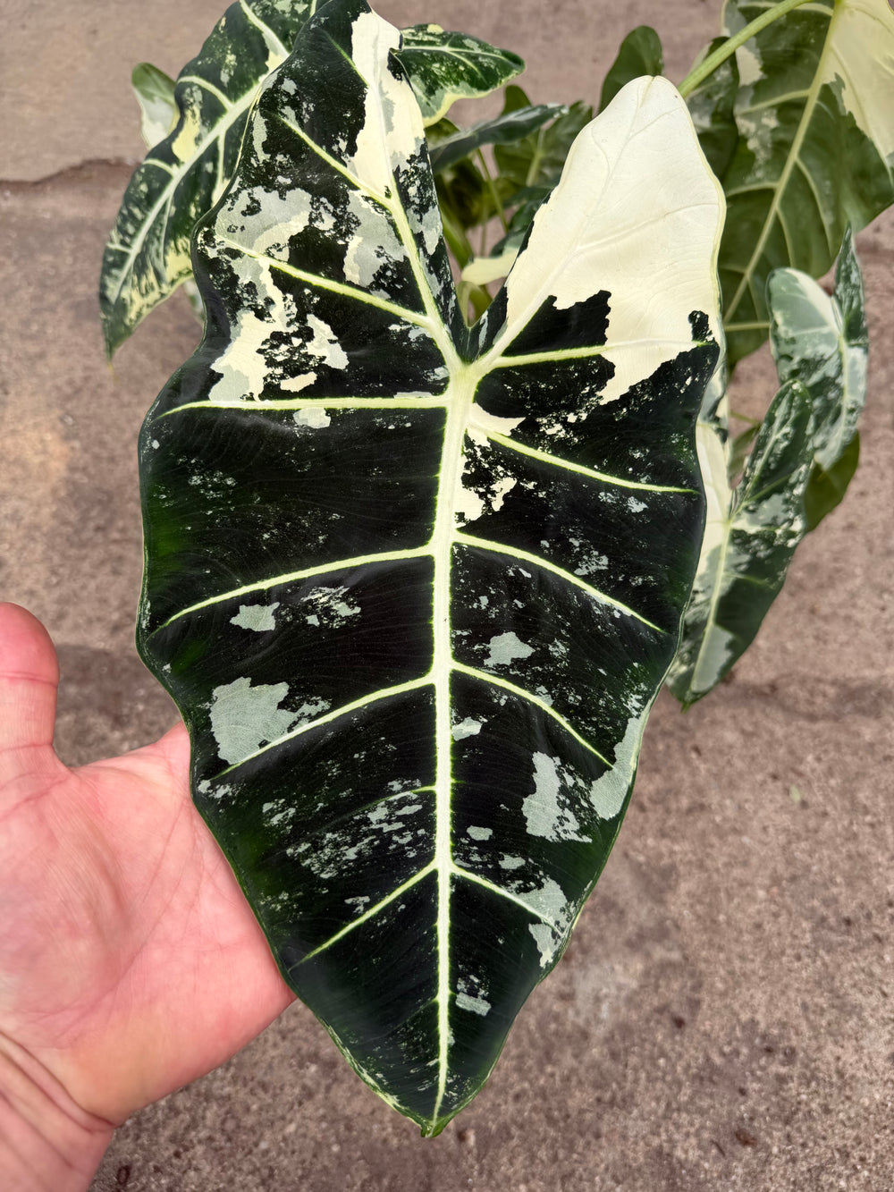 Alocasia Frydek Varigata XXL