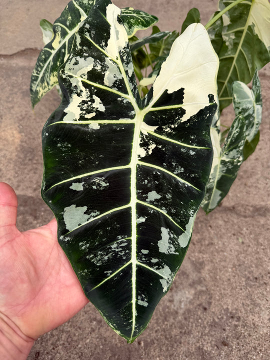 Alocasia Frydek Varigata XXL