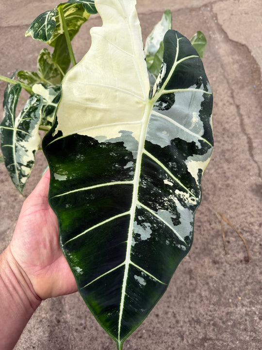 Alocasia Frydek Varigata XXL