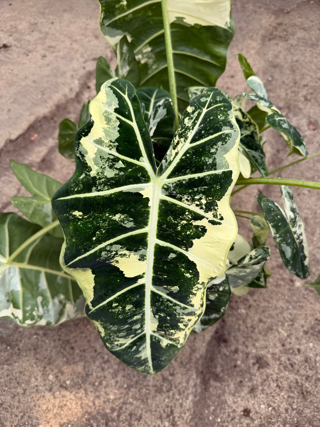 Alocasia Frydek Varigata XXL
