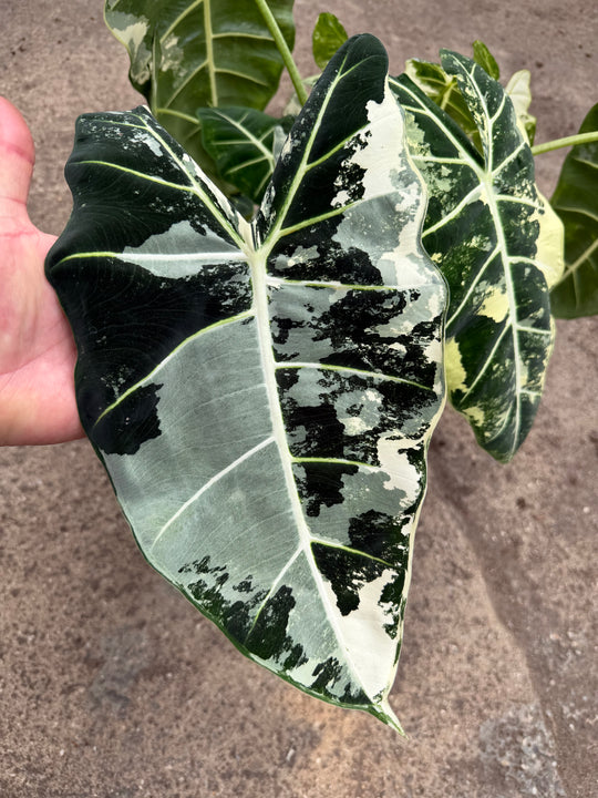 Alocasia Frydek Varigata XXL