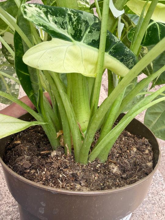 Alocasia Frydek Varigata XXL