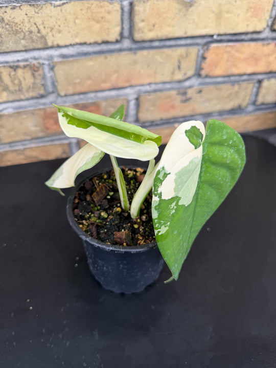 Syngonium chiapense variegata