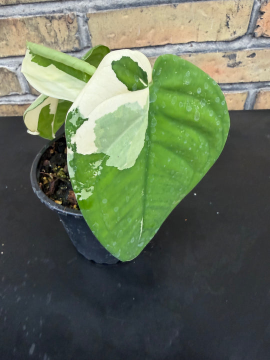 Syngonium chiapense variegata