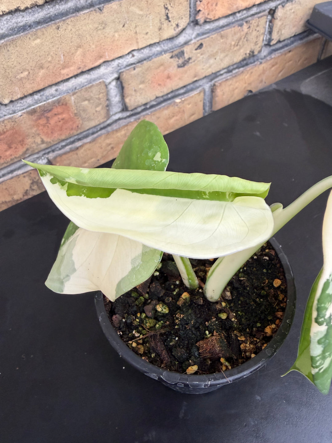 Syngonium chiapense variegata