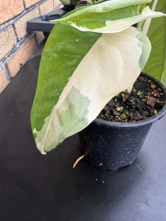 Syngonium chiapense variegata