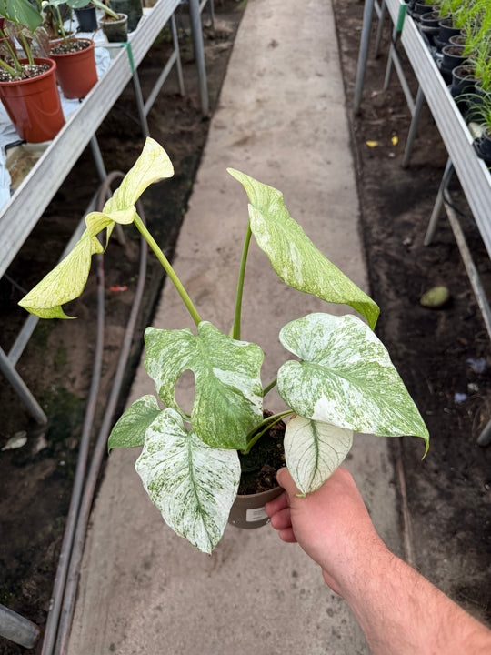Monstera mint