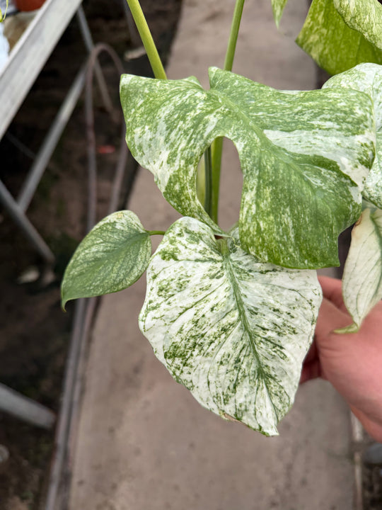 Monstera mint