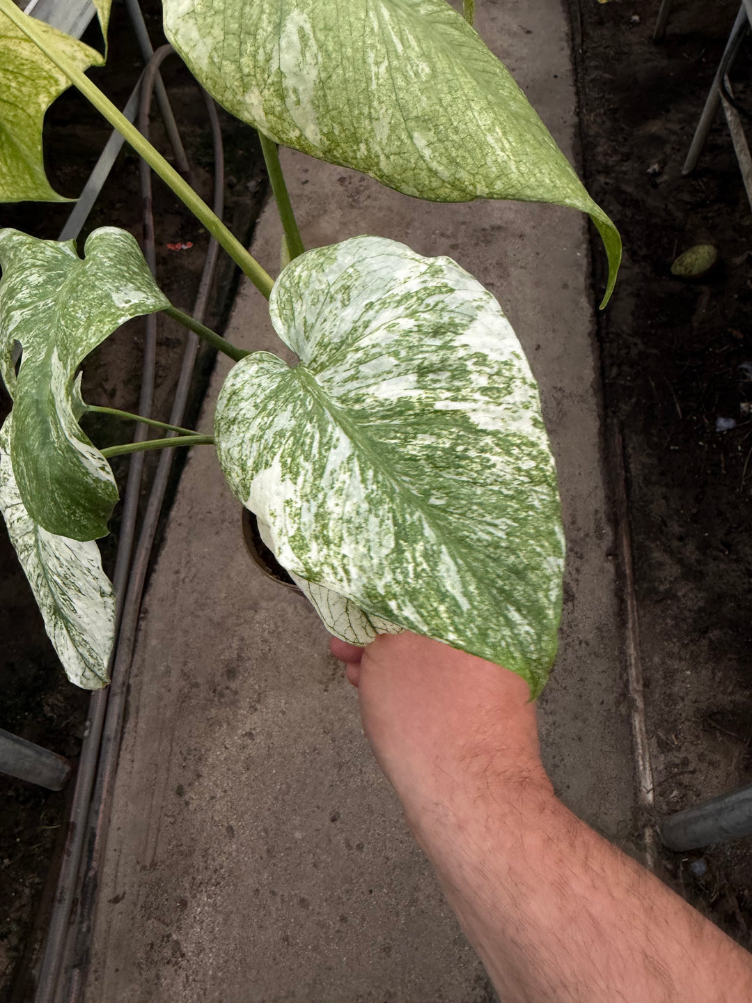 Monstera mint