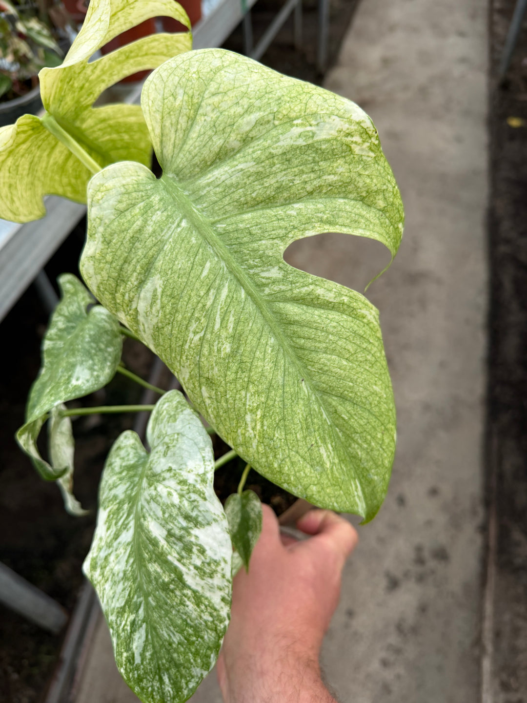 Monstera mint