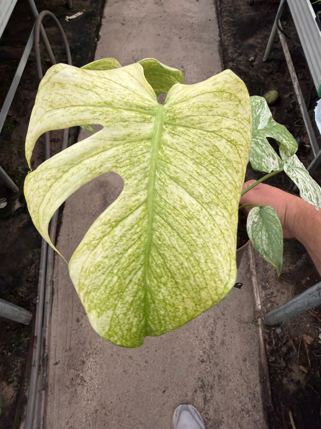 Monstera mint