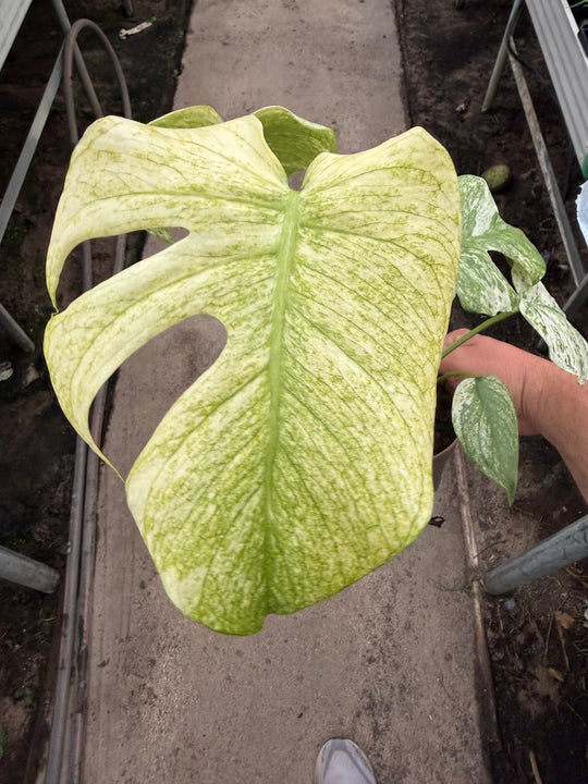Monstera mint