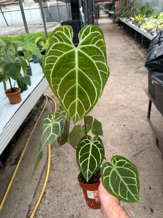 Anthurium regale XXL