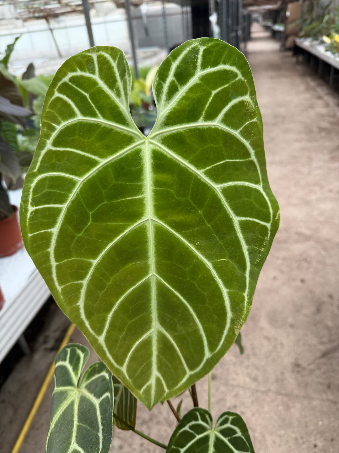 Anthurium regale XXL