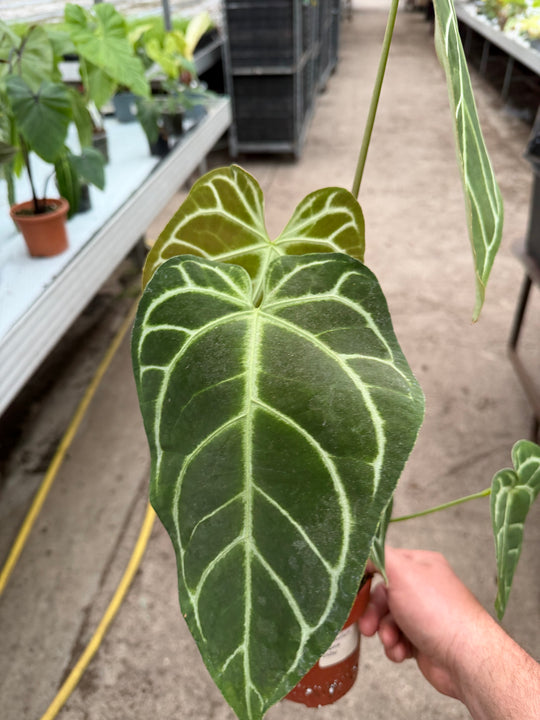 Anthurium regale XXL