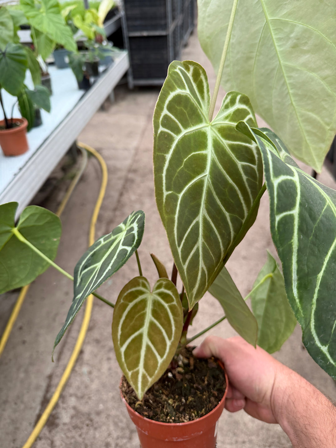 Anthurium regale XXL
