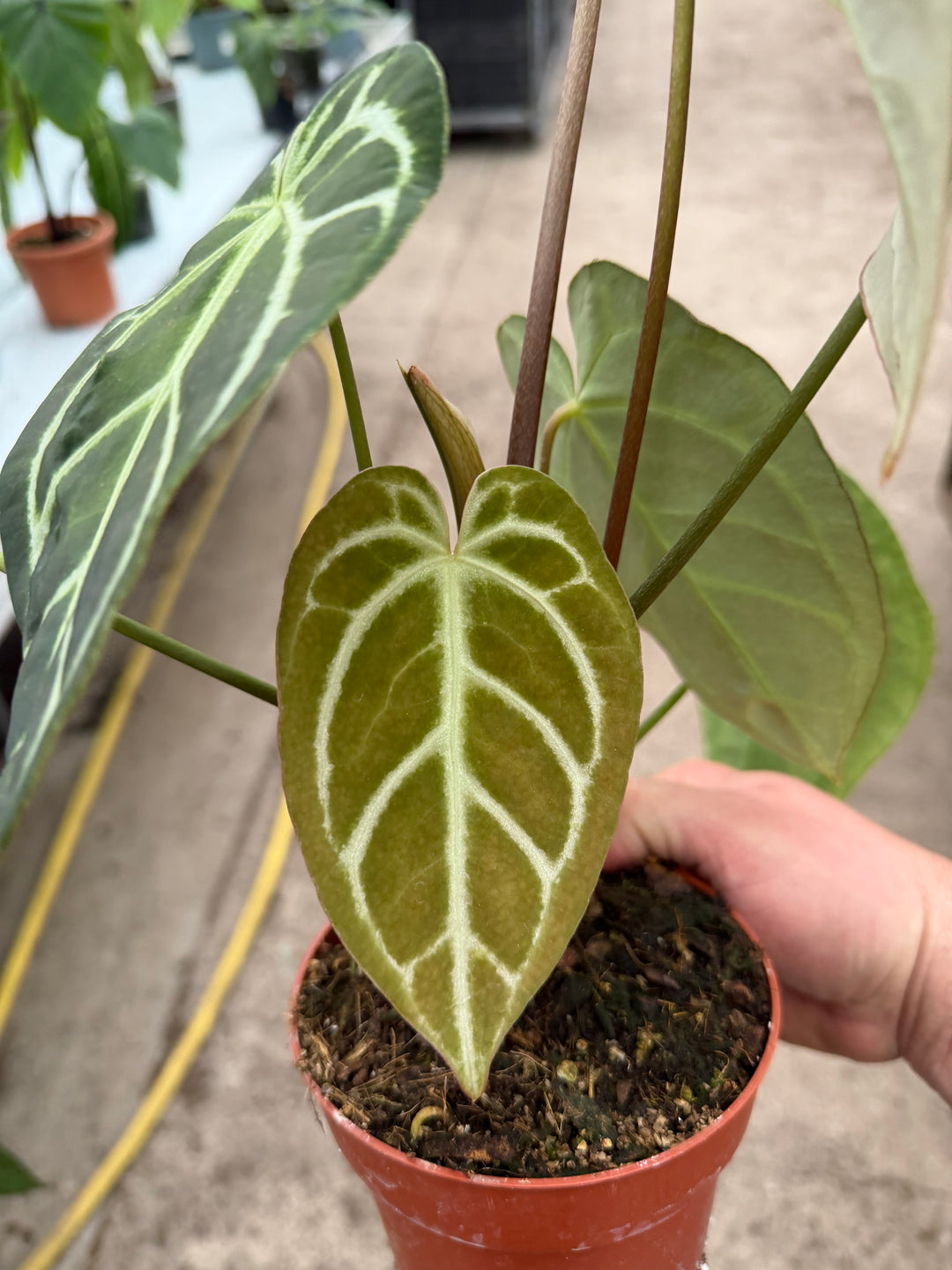 Anthurium regale XXL