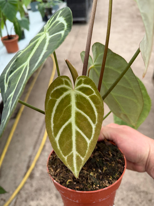 Anthurium regale XXL