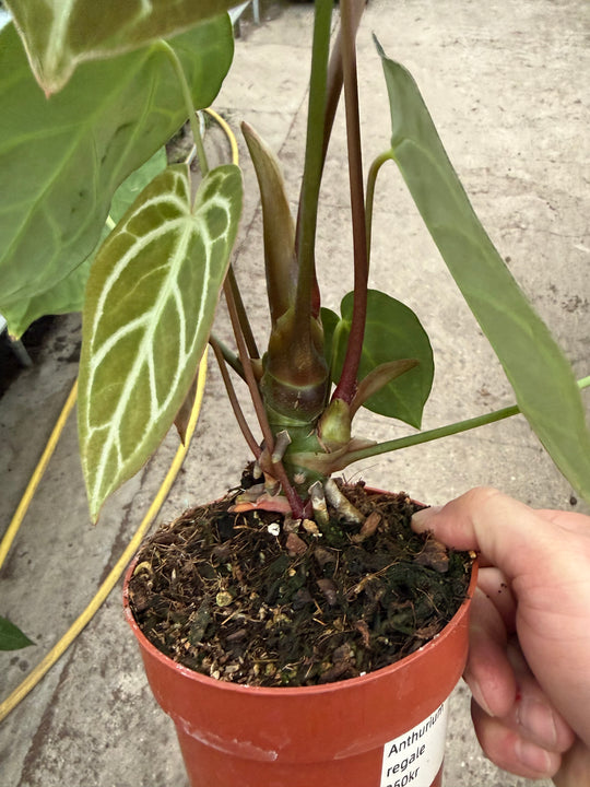Anthurium regale XXL