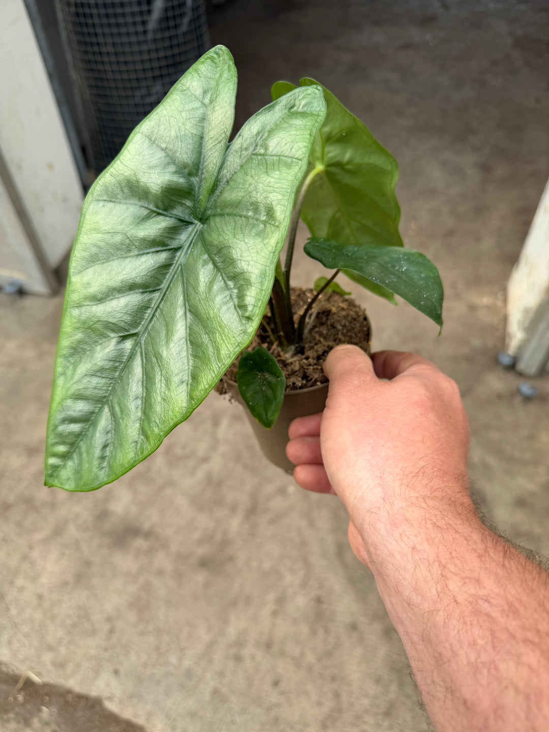 Alocasia Corazon