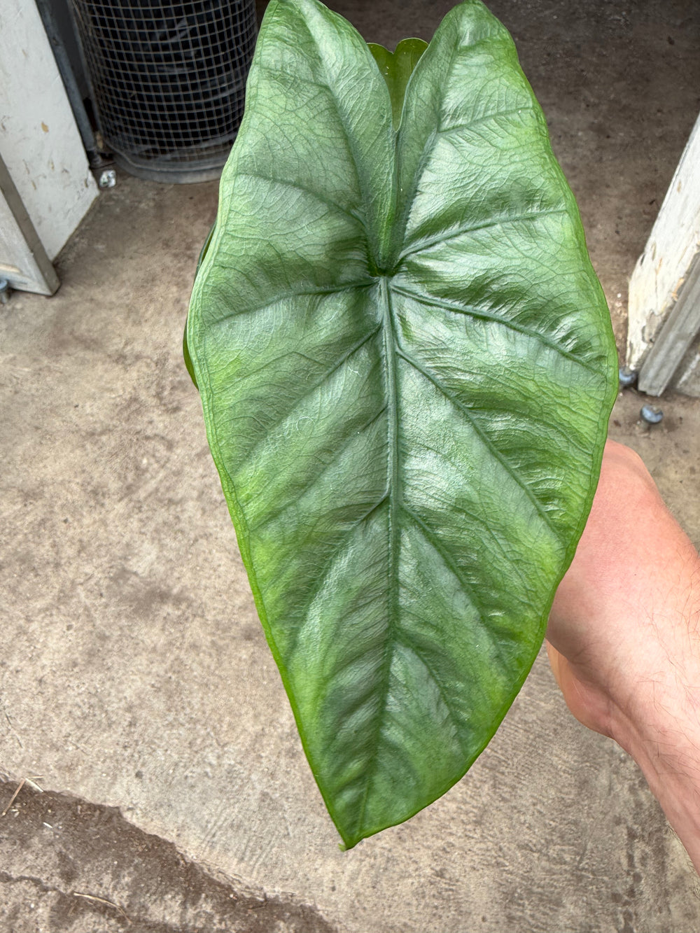 Alocasia Corazon