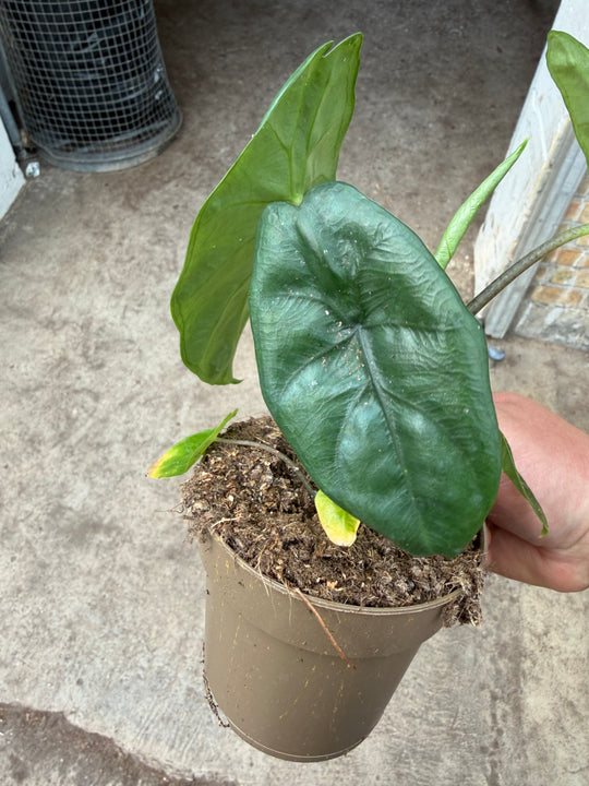 Alocasia Corazon