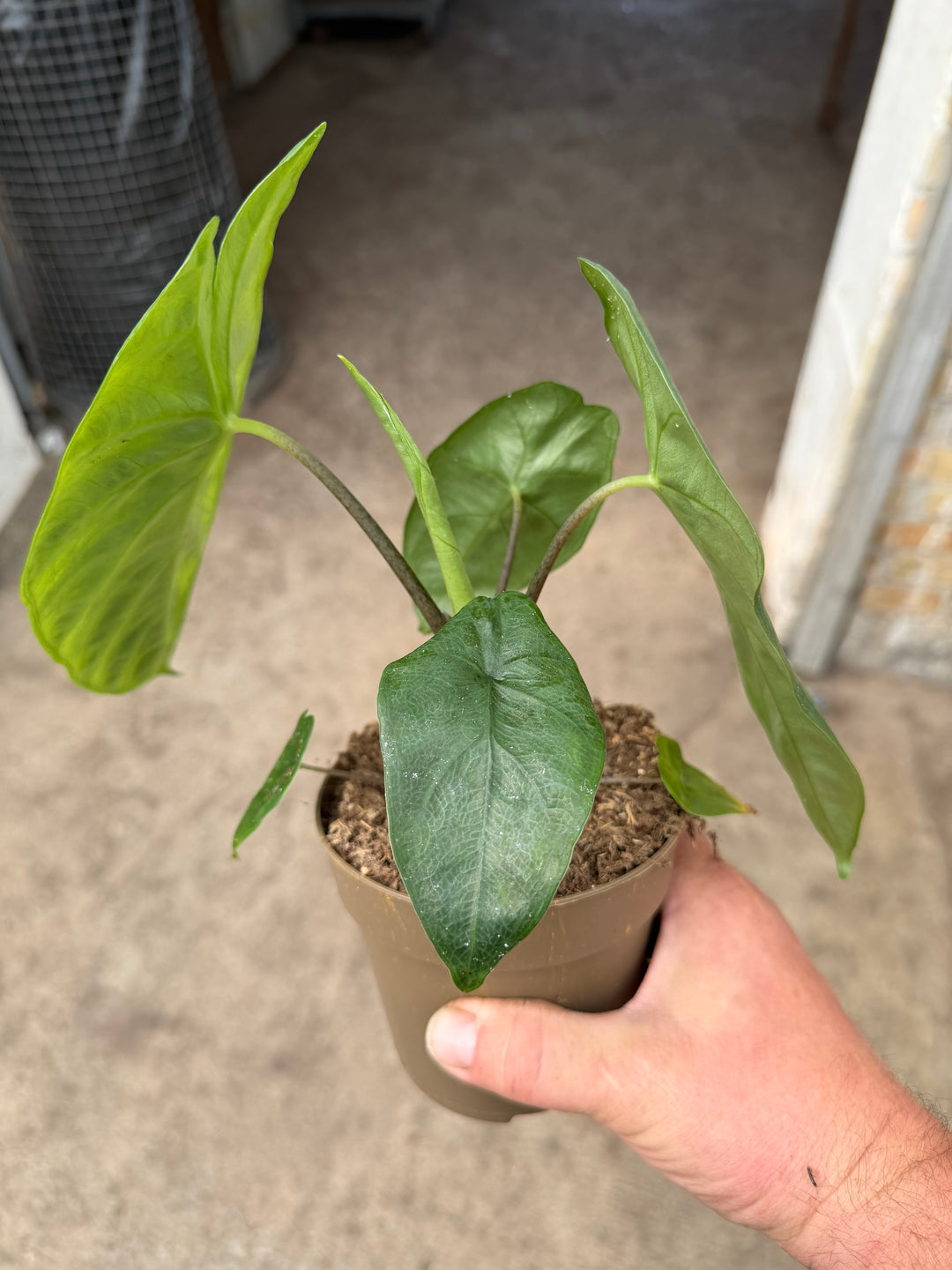 Alocasia Corazon