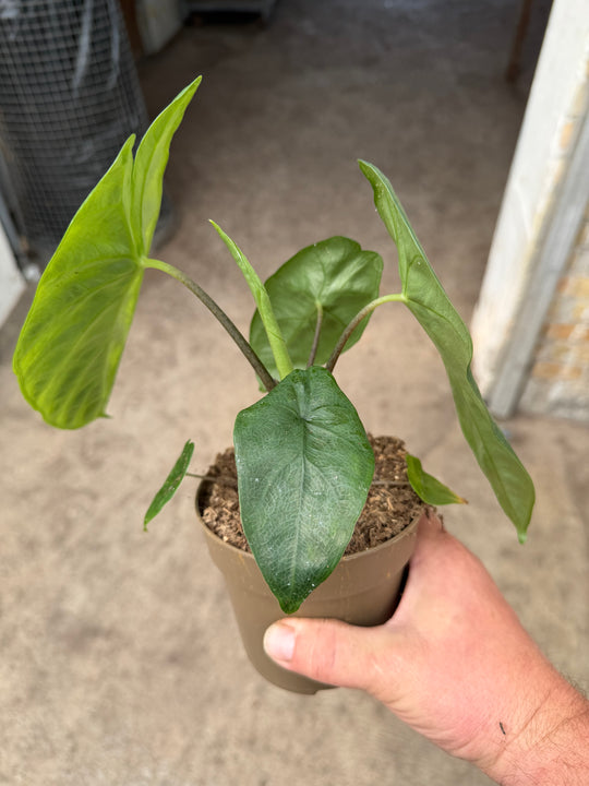 Alocasia Corazon
