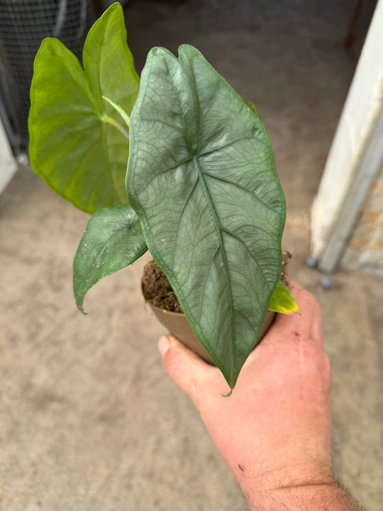 Alocasia Corazon