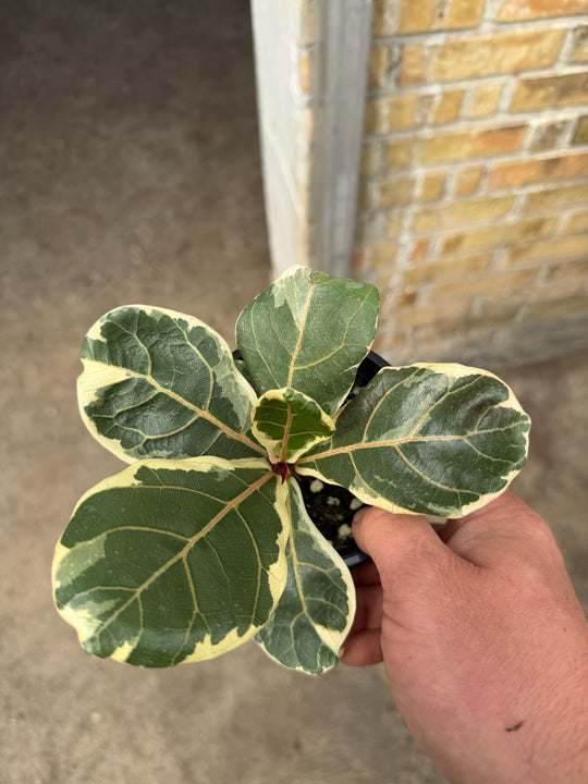 Ficus lyrata variagata