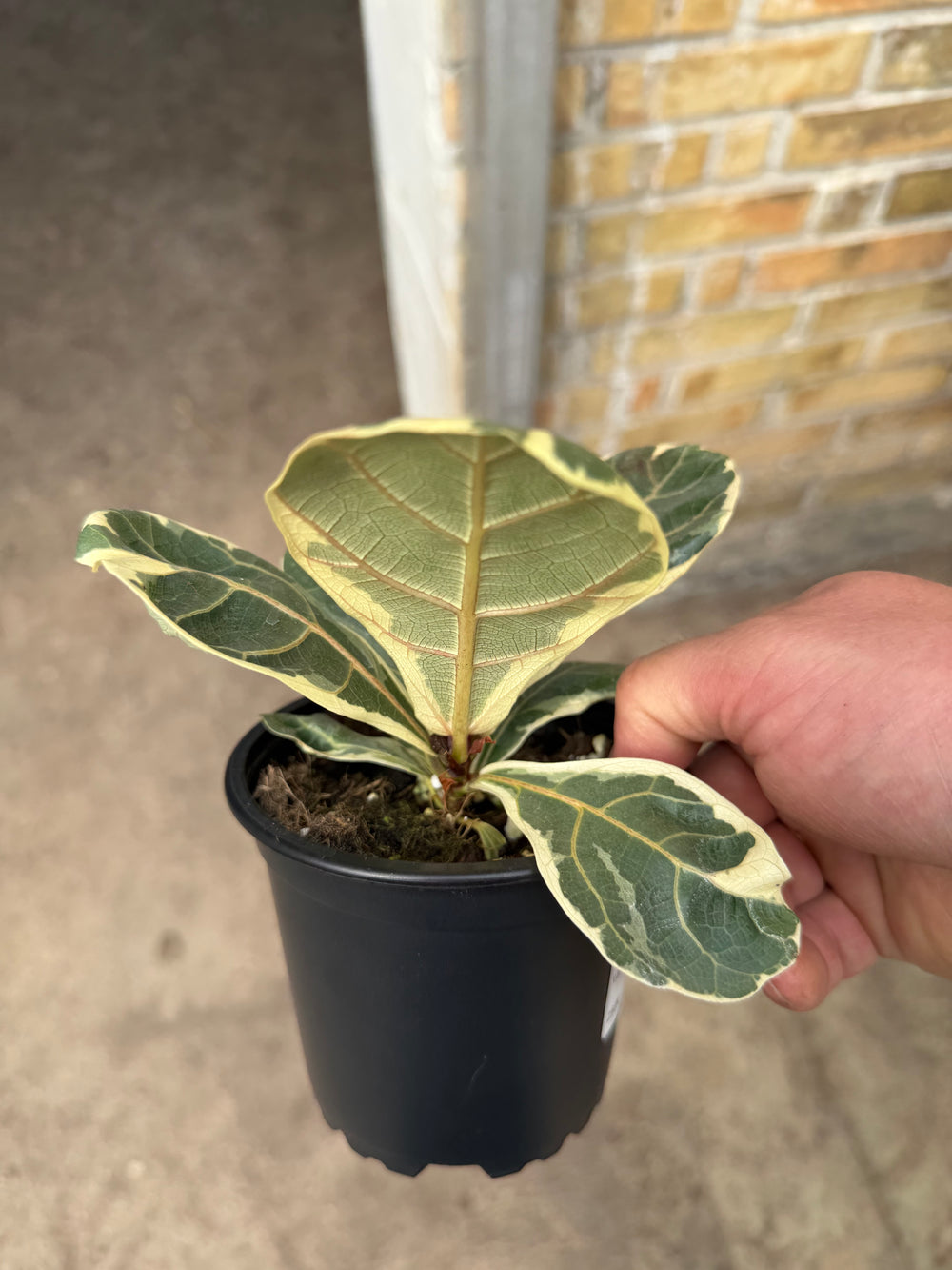Ficus lyrata variagata