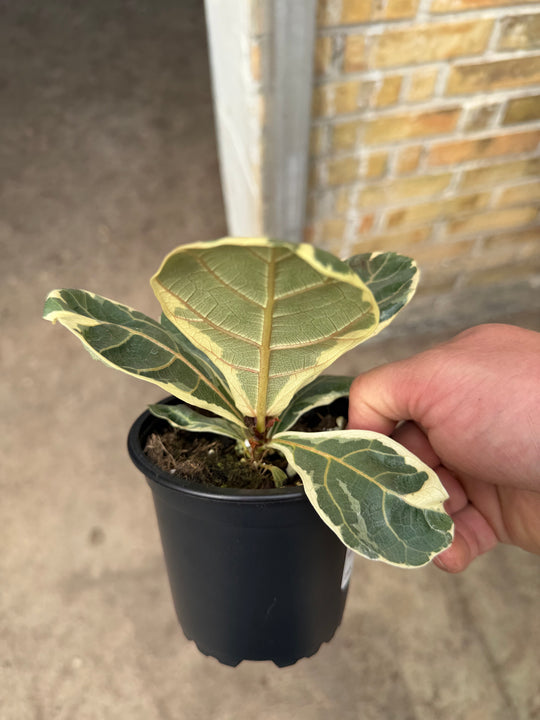 Ficus lyrata variagata