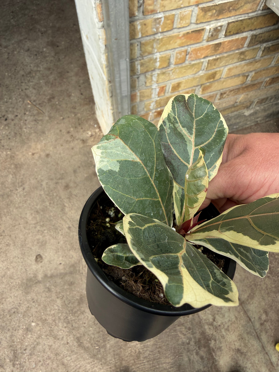 Ficus lyrata variagata