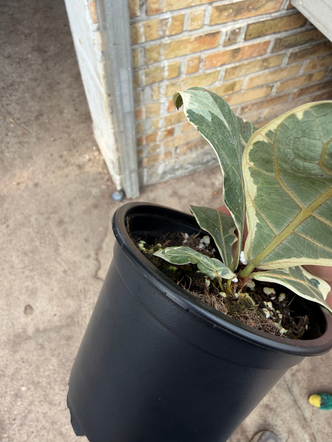 Ficus lyrata variagata