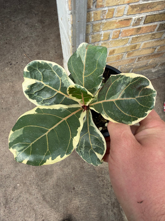 Ficus lyrata variagata