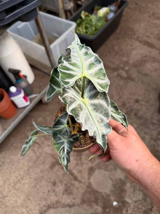 Alocasia Loco