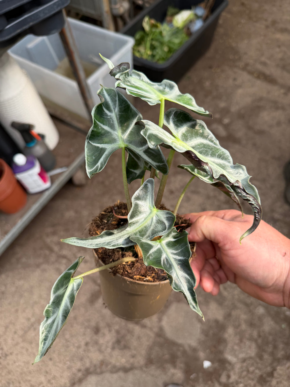 Alocasia Loco