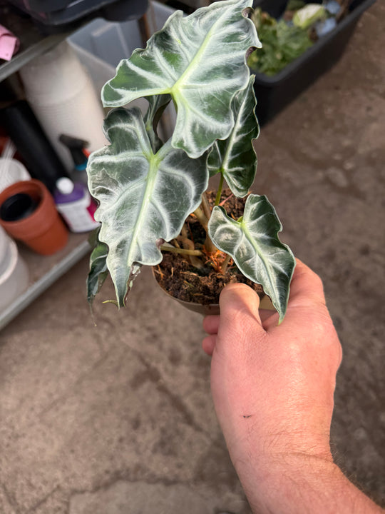 Alocasia Loco