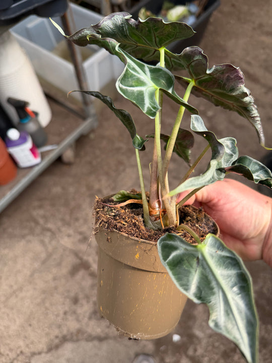 Alocasia Loco