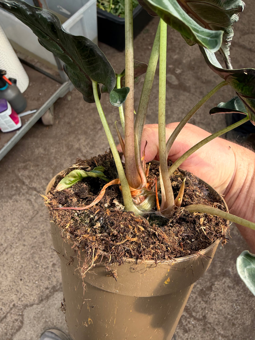Alocasia Loco