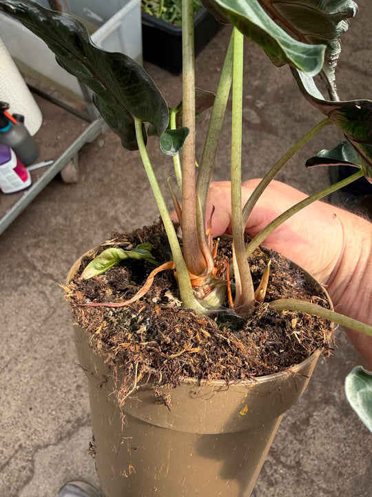 Alocasia Loco
