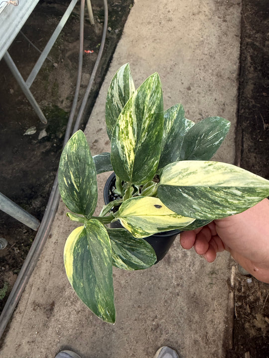 Monstera standleyana Varigata