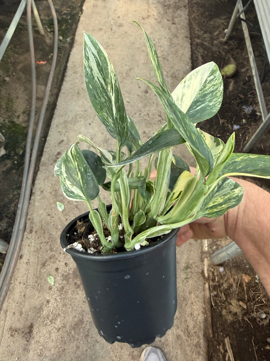 Monstera standleyana Varigata