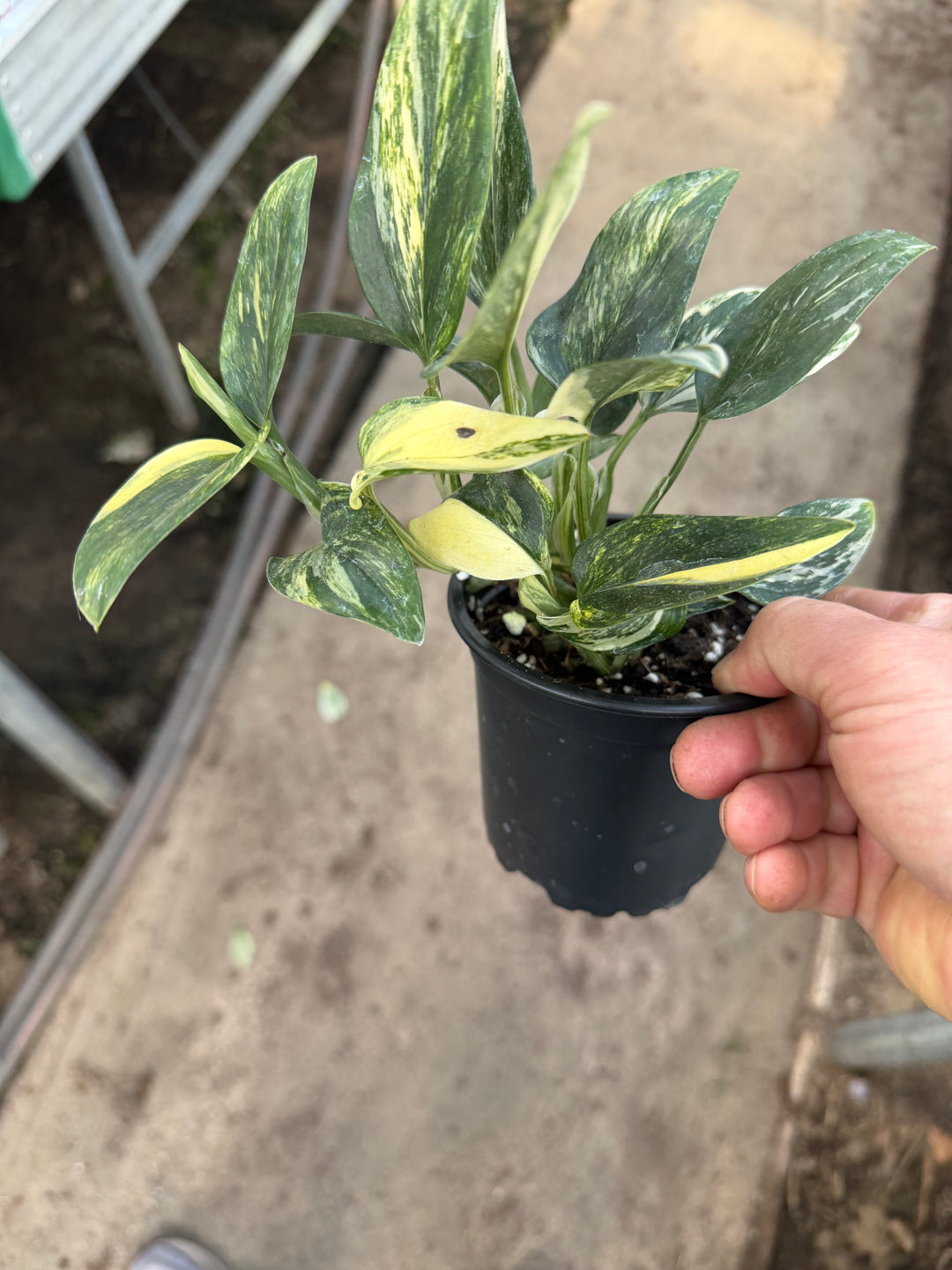 Monstera standleyana Varigata