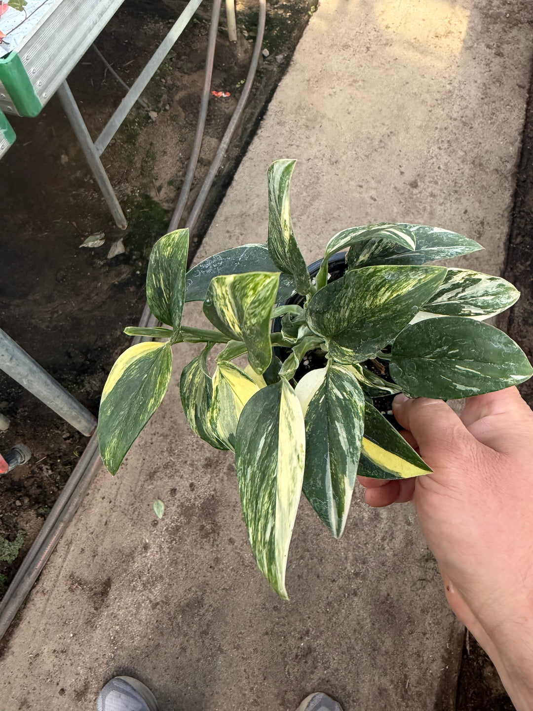 Monstera standleyana Varigata