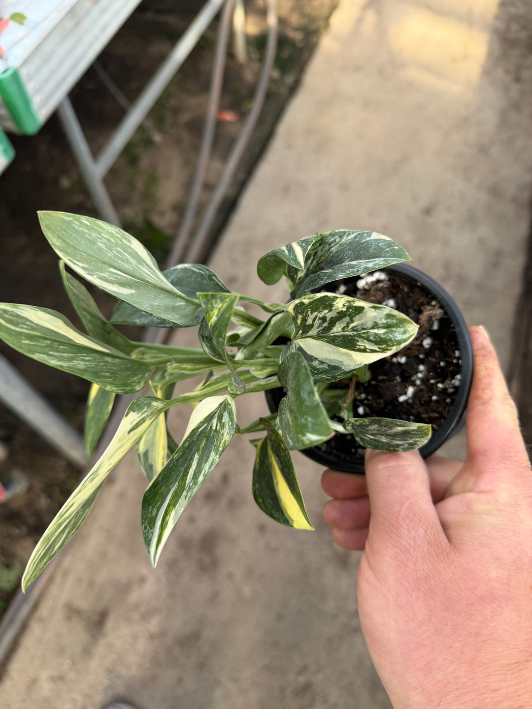 Monstera standleyana Varigata