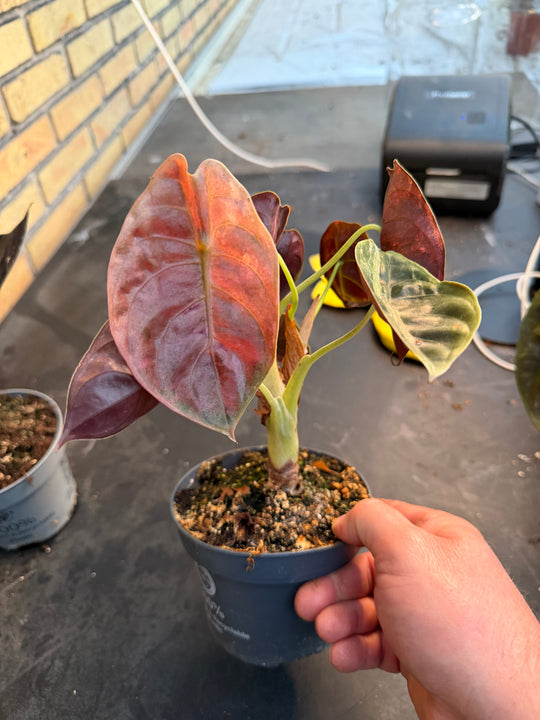 Alocasia Cuprea pink variagata