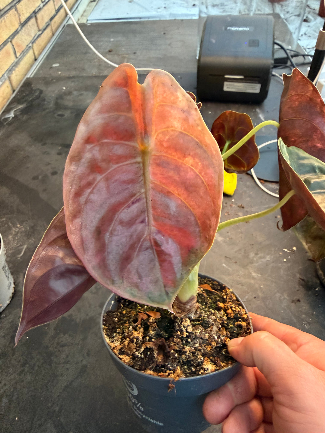 Alocasia Cuprea pink variagata