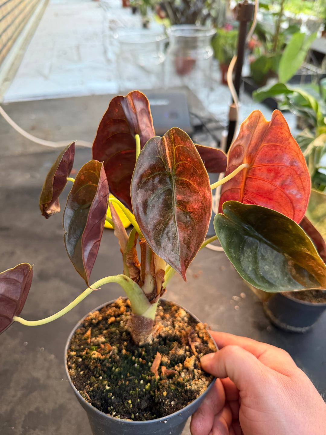Alocasia Cuprea pink variagata